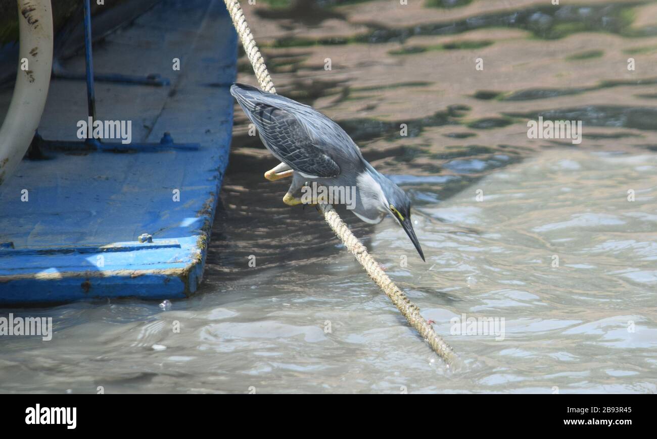 Heron strié, Krabi 190120 Banque D'Images