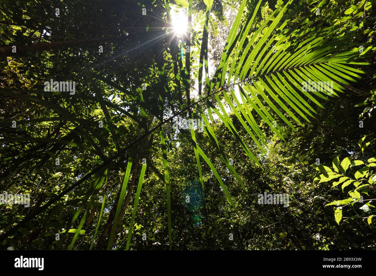 Forêt amazonienne dans la ville de Manaus Amazonas Brasil Banque D'Images