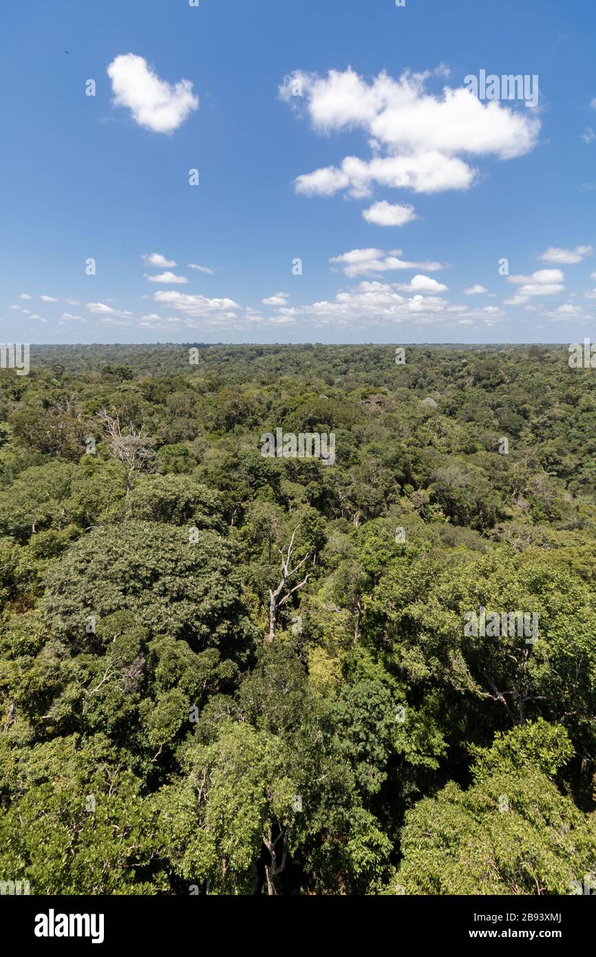 Forêt amazonienne dans la ville de Manaus Amazonas Brasil Banque D'Images