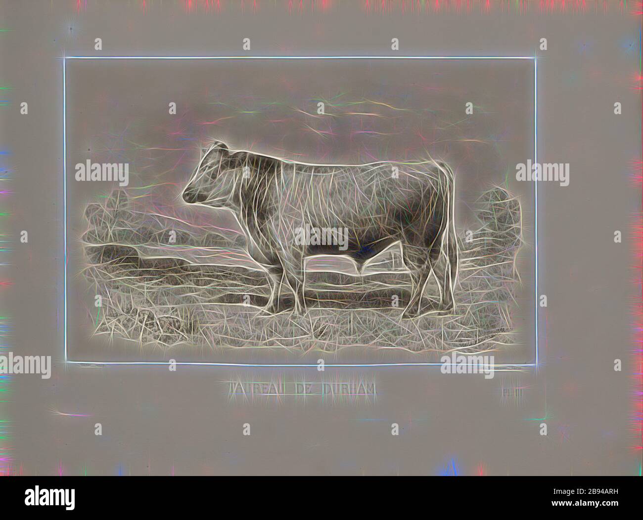 Bull de Durham 2, race de bovins britanniques, taureau, signé: Nadar j., ph., Oudet chabp, PL. III, p. 17, Tournachon, Adrien Alban (Phot.), Oudet (sc.), Émile Baudement: Les courses bovines au cours univers agricole de Paris en 1856: Études zootechniques. BD 2. Paris: Imprimerie Impériale, MDCCCLXI [1861], réimaginé par Gibon, design chaleureux et gai lumineux de la luminosité et du rayonnement des rayons lumineux. L'art classique réinventé avec une touche moderne. Photographie inspirée par le futurisme, embrassant l'énergie dynamique de la technologie moderne, le mouvement, la vitesse et révolutionnez la culture. Banque D'Images