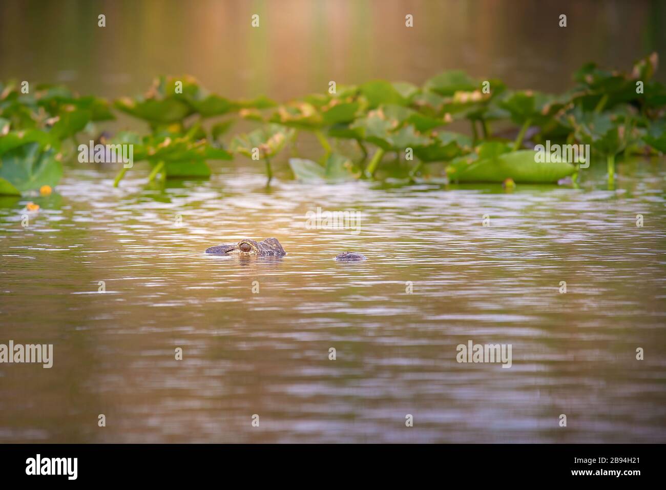 Un alligator américain pratiquant sa propre forme de distanciation sociale dans les Everglades de Floride. Banque D'Images Un alligator américain pratiquant sa propre forme de distanciation sociale dans les Everglades de Floride. Banque D'Images