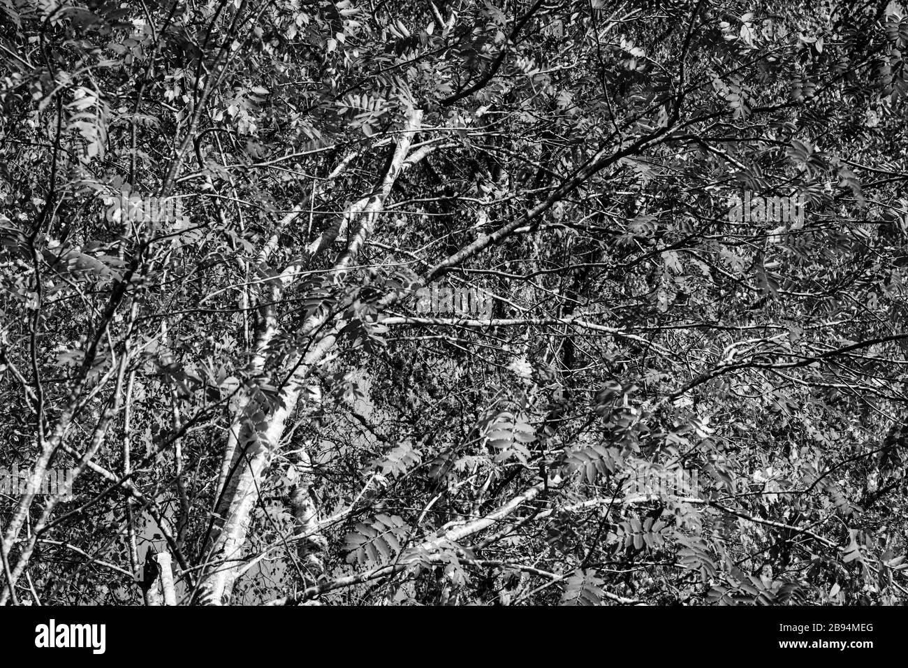 Une image en noir et blanc des feuilles de l'arbre Rowan, Sorbus aucuparia, également connu sous le nom de Mountain Ash. Speyside en Écosse. 20 octobre 2018. Banque D'Images
