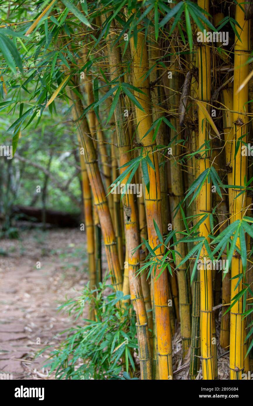 Bambu Banque D'Images