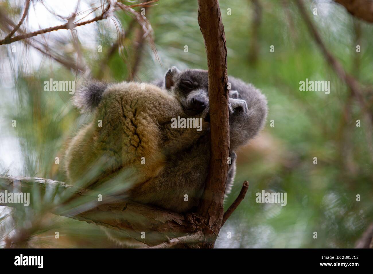 Eulemur fulvus fulvus à Madagascar Banque D'Images