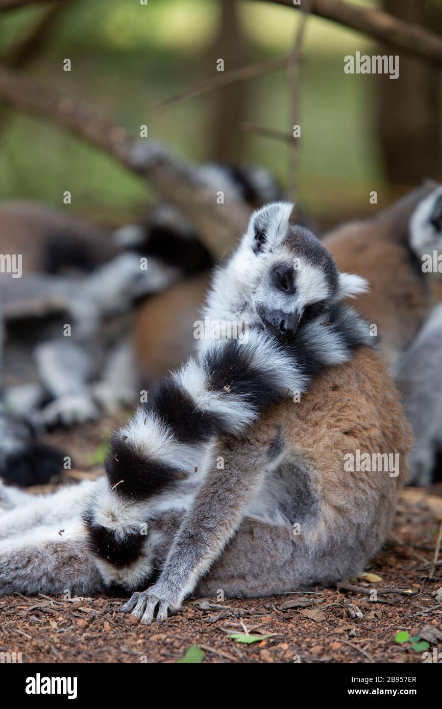 Citrons à queue de cercle, également appelés Maki, dans le parc Lemurs à Madagascar Banque D'Images
