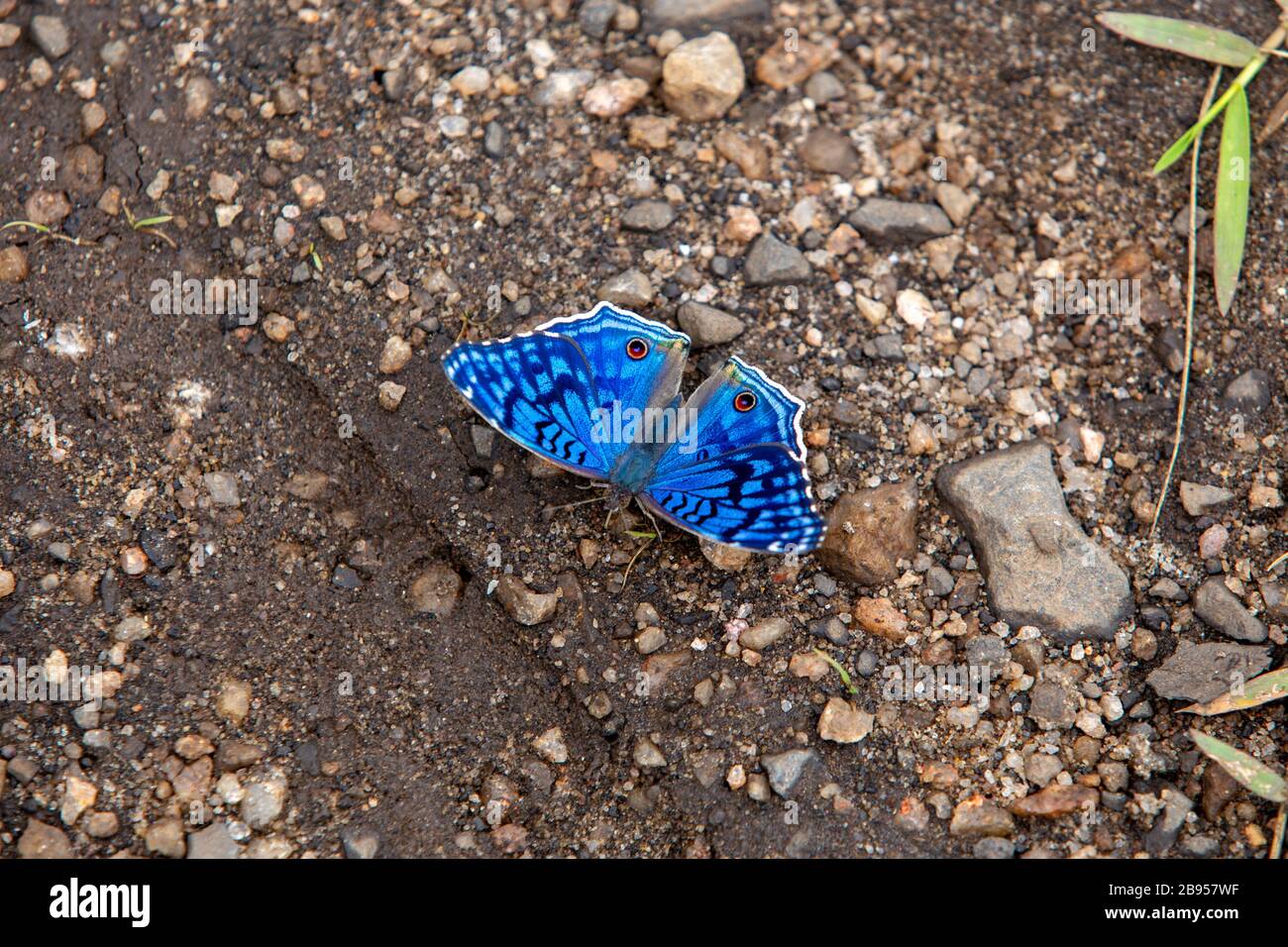 Papillon bleu à Madagascar Banque D'Images