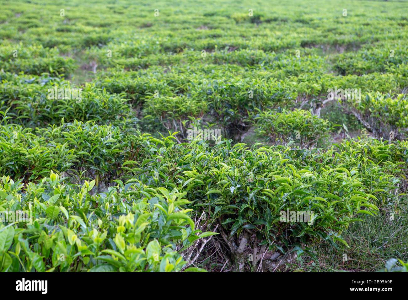 Plantations de thé dans les collines de Sahambavy Banque D'Images