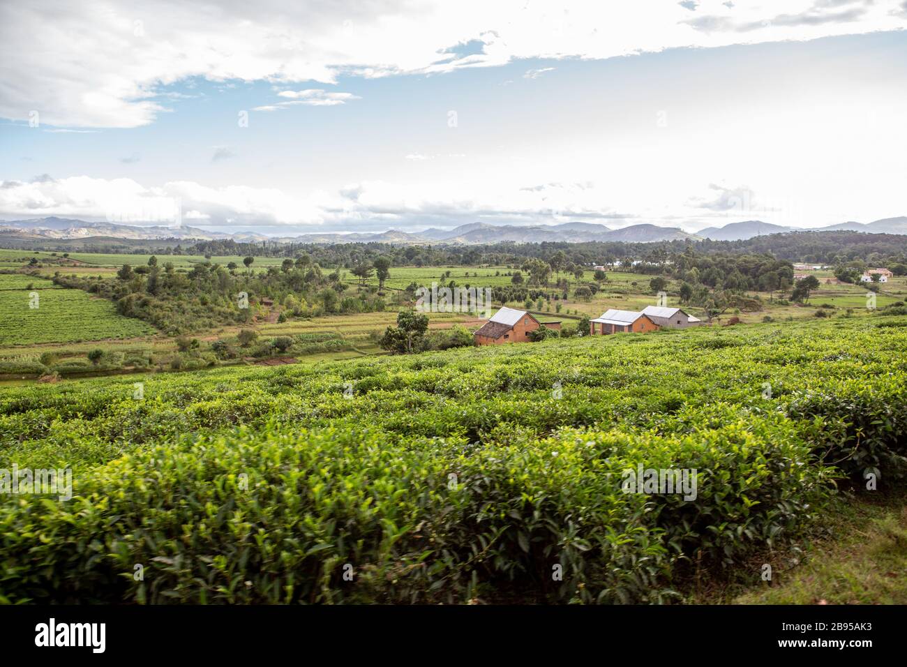 Plantations de thé dans les collines de Sahambavy Banque D'Images