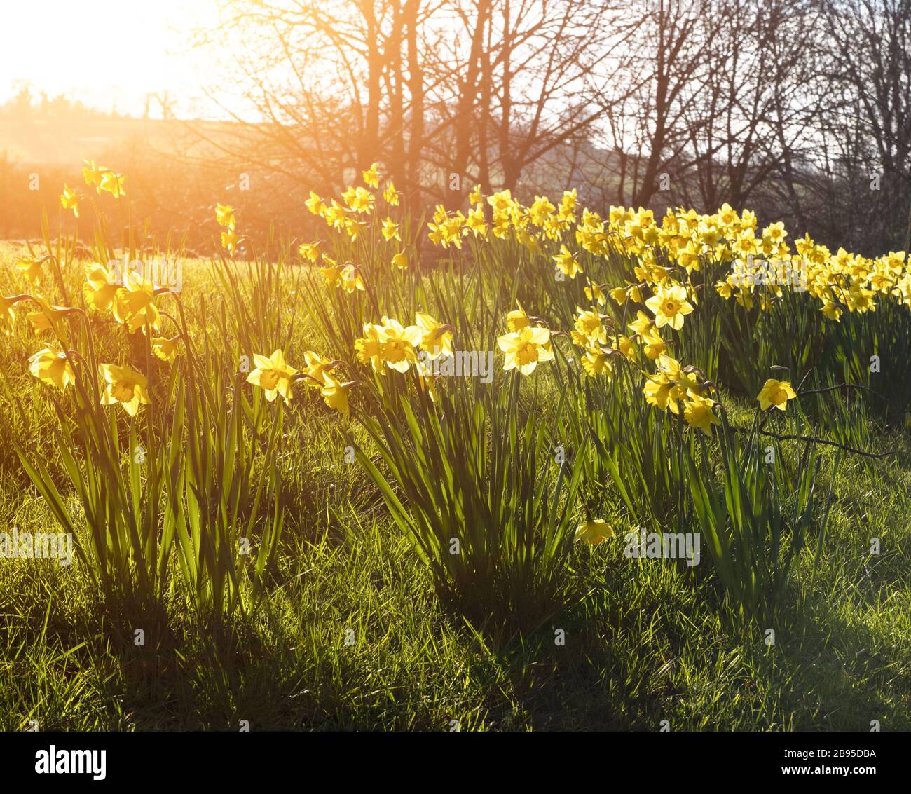 Vue sur les jonquilles dans la nature avec des rayons lumineux de lumière du soleil jaune brillant à travers les arbres Banque D'Images
