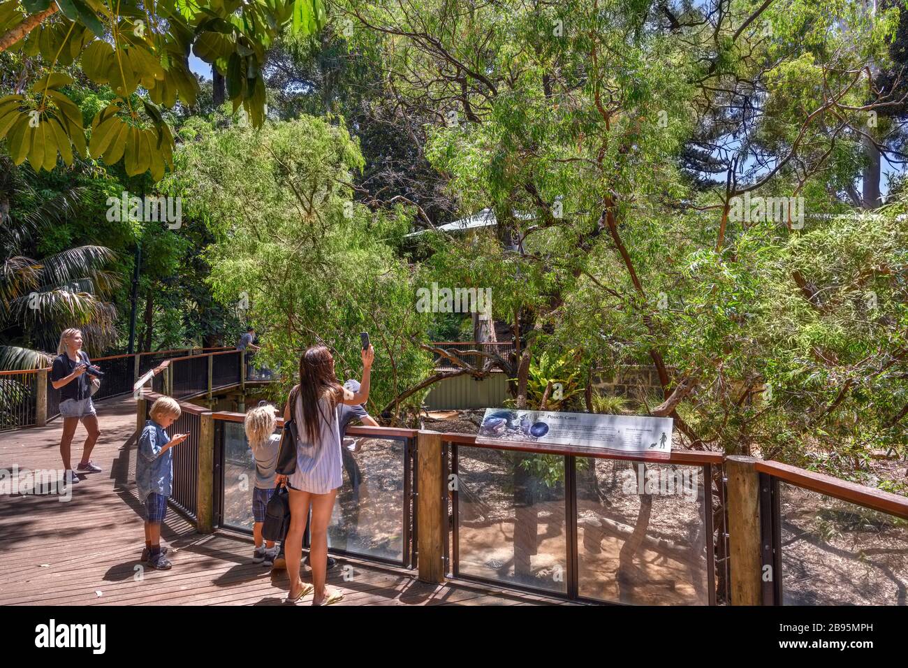 Les visiteurs qui prennent des photos de koalas (Phascolarctos cinereus), souvent appelés Koala Bears, Perth Zoo, Perth, Australie occidentale, Australie Banque D'Images