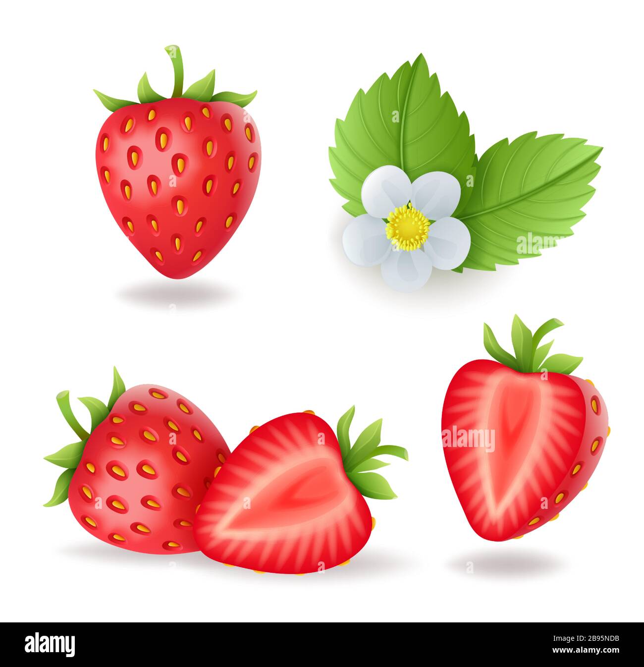 Jeu de fraises sucrées réaliste avec des feuilles et fleurs, petits fruits rouges frais, isolé sur fond blanc vector illustration. Illustration de Vecteur