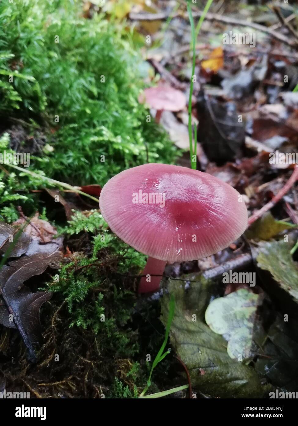 Champignon violet Banque de photographies et d’images à haute résolution Alamy