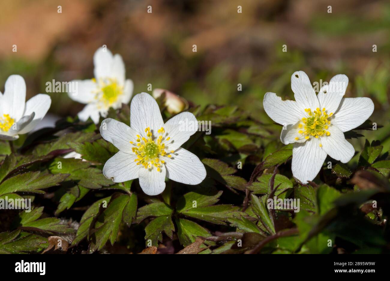 Fleurs blanches de Windflower ou Thimbleweed au début du printemps Banque D'Images