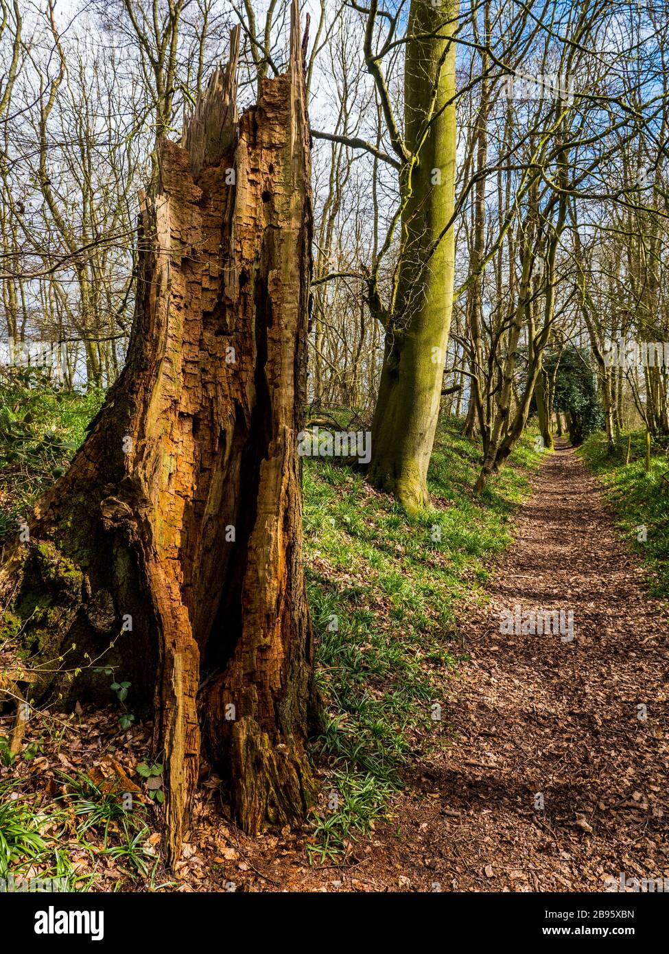 Woodland Path, Old Rotten Tree, Chiltern Hills, The Ridgeway National Path, Nufield, Oxfordshire, Enhangland, Royaume-Uni, GB. Banque D'Images