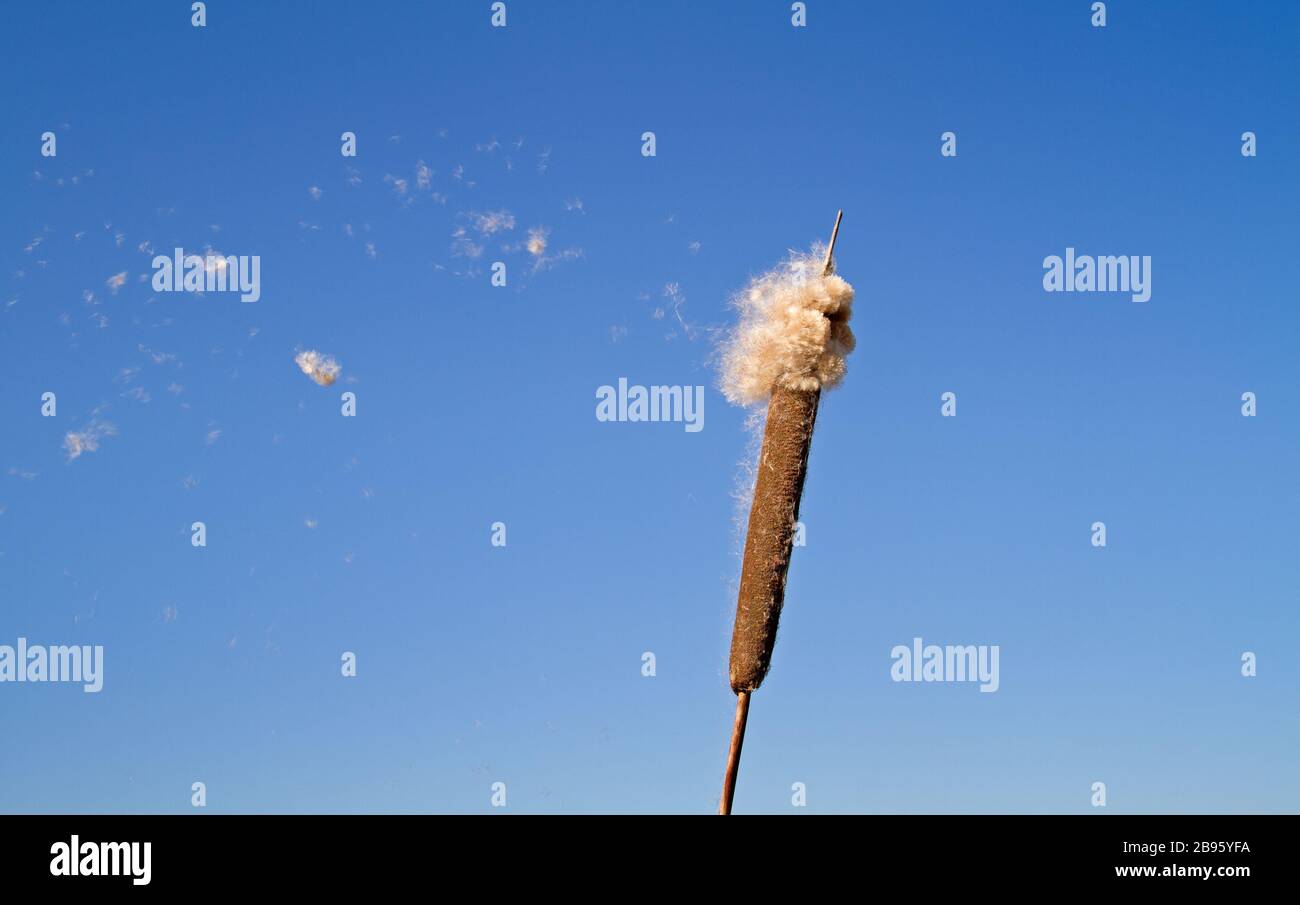 Pic mûr de Bulrush commun, libérant des achènes moelleux, contre un ciel bleu Banque D'Images