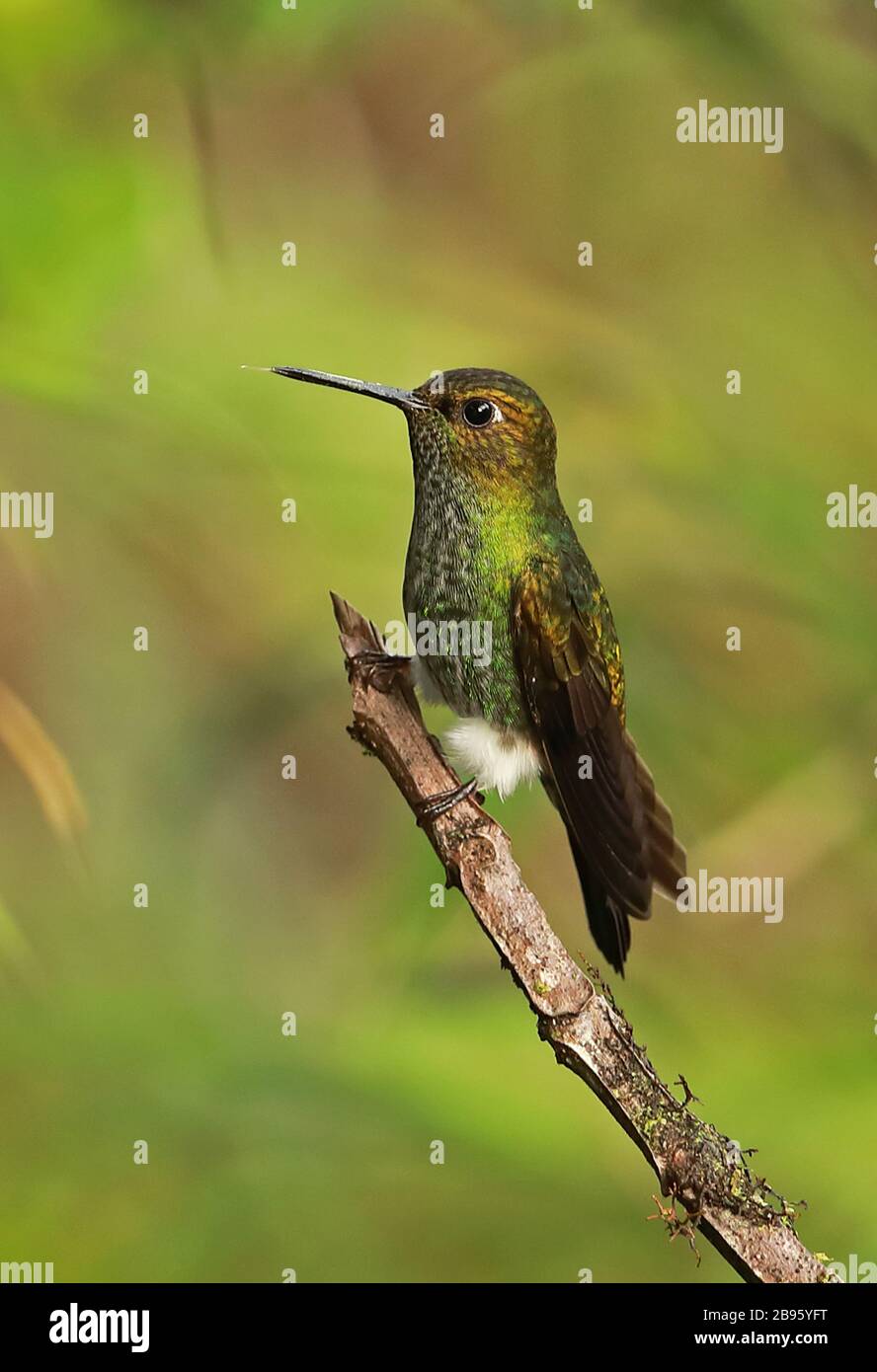 Puffleg verdâtre (Haplophaedia Aureliae) adulte perché sur le Twig Fundo Alto Nieva, Pérou Février Banque D'Images