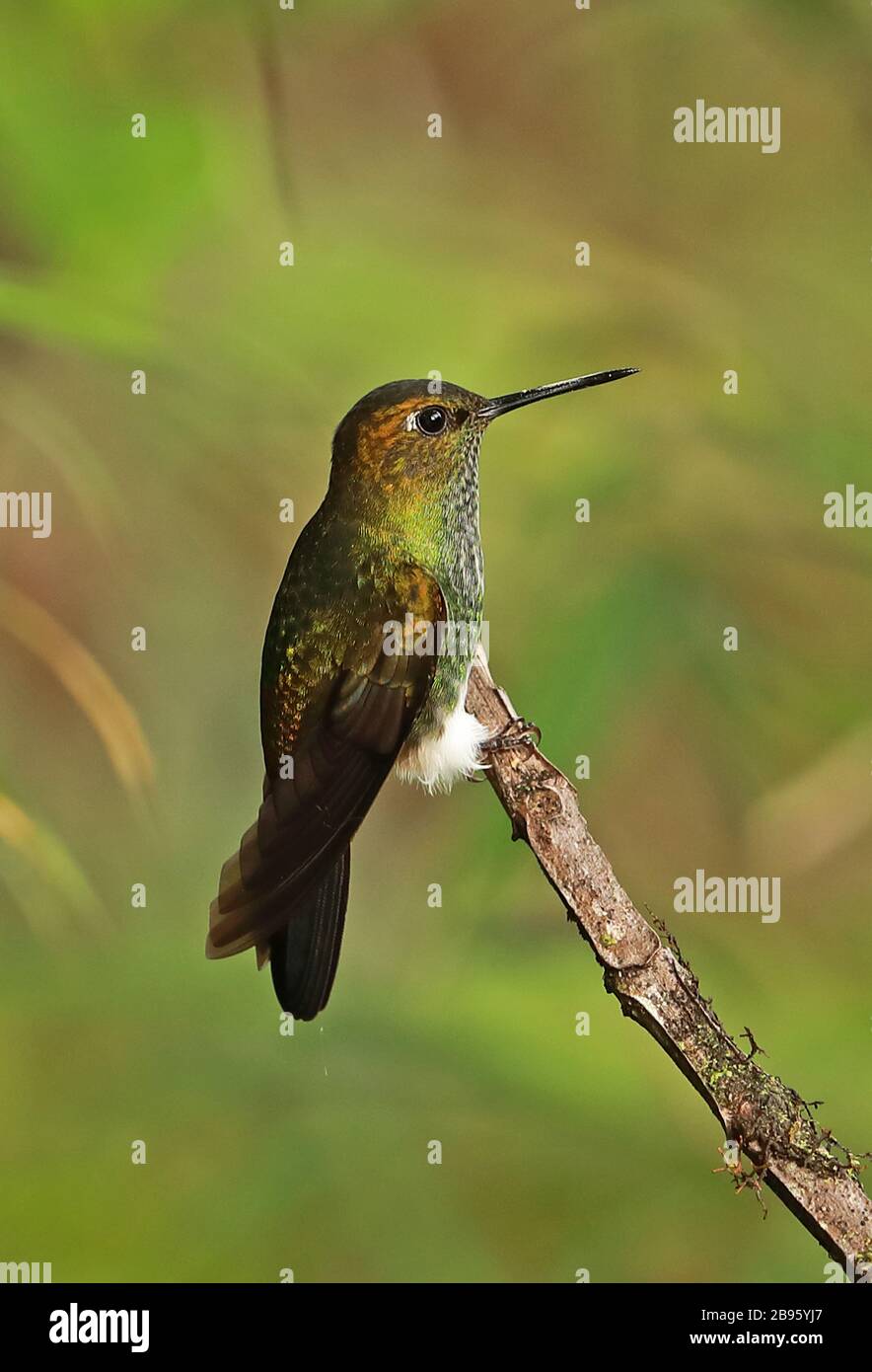 Puffleg verdâtre (Haplophaedia Aureliae) adulte perché sur le Twig Fundo Alto Nieva, Pérou Février Banque D'Images