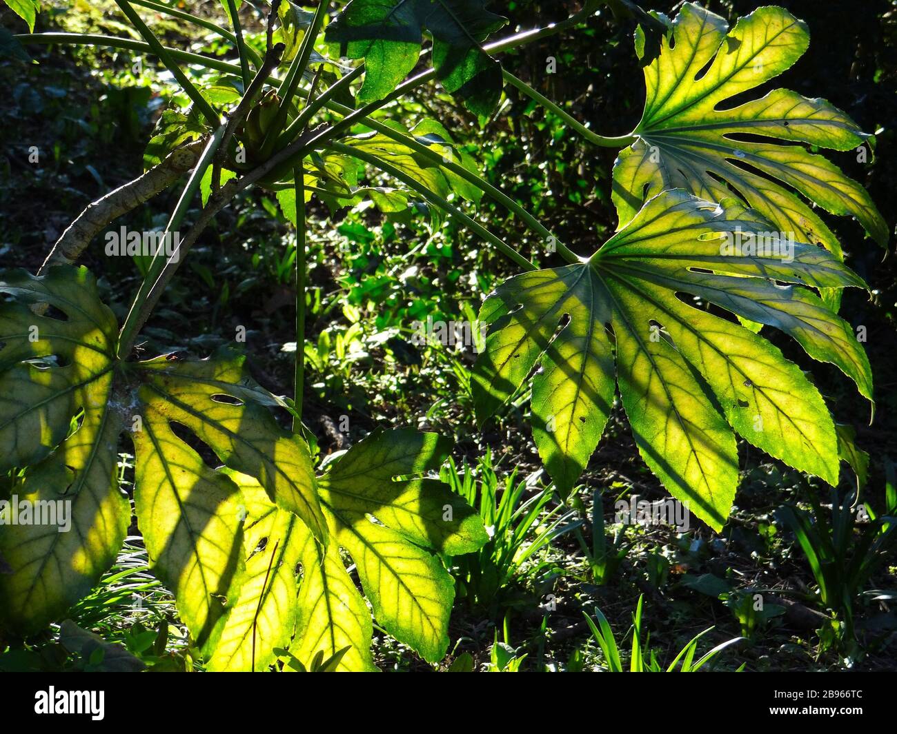 Aesculus hippocastanum Banque D'Images