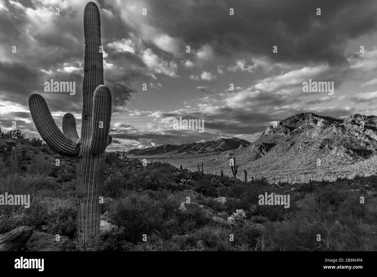 Saguaro Cactus dans le désert de l'Arizona Banque D'Images