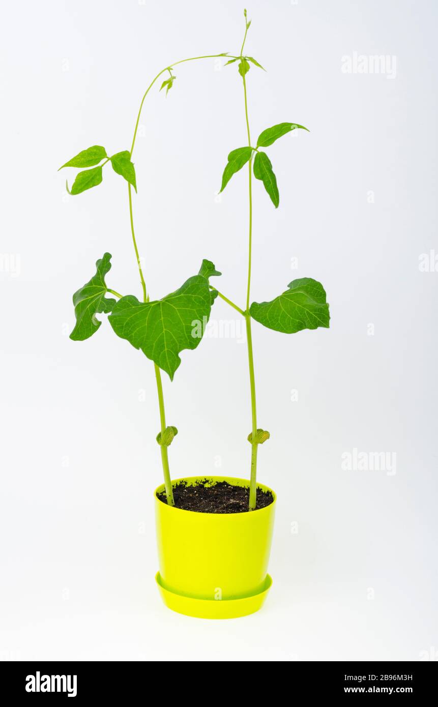 De jeunes pousses de haricots verts dans le pot. Studio photo Banque D'Images
