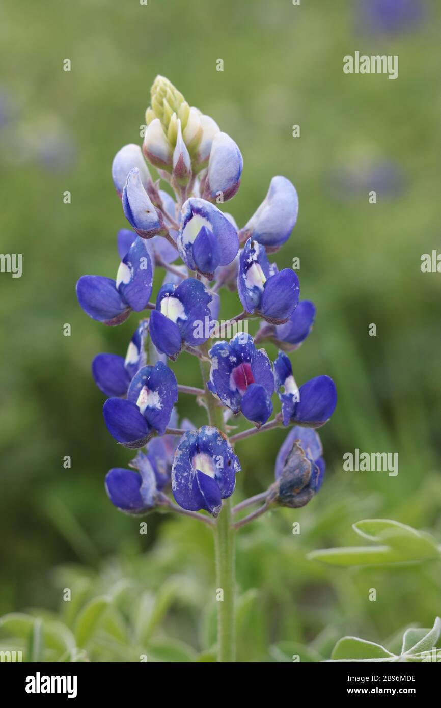 Macro shot d'un bluebonnet dans un champ de fleurs sauvages Banque D'Images