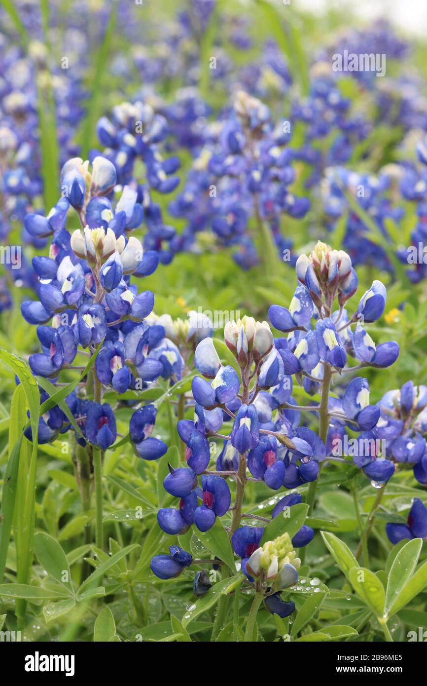Gros plan des bluebonnets au foyer sélectif Banque D'Images