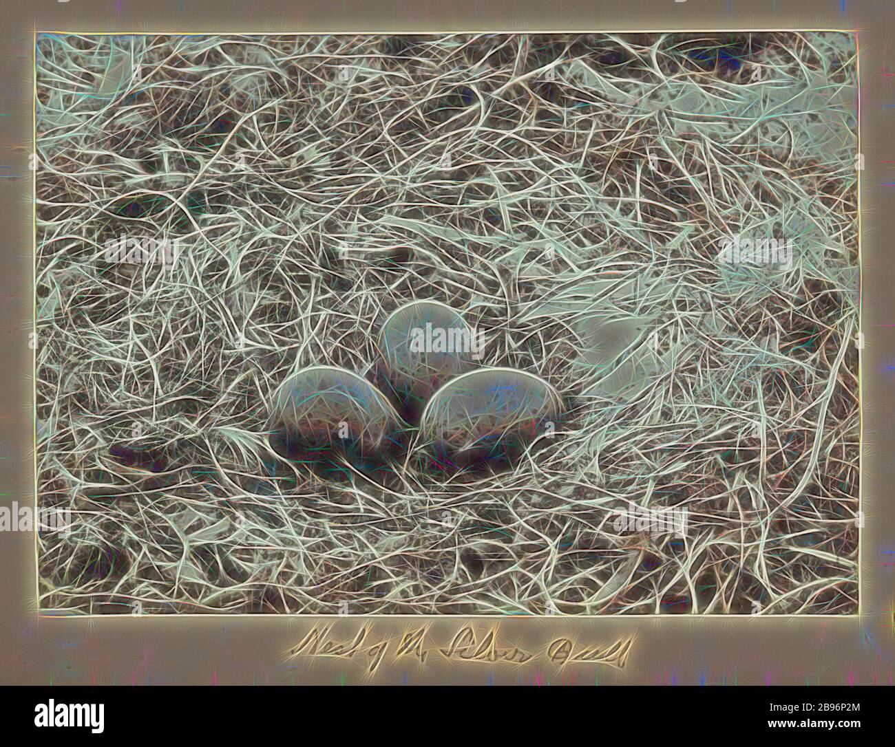 Photo - Nest of Silver Gull (Larus novaehollandiae), Groupe Furneaux, détroit de Bass, 1893, Une des soixante-neuf photographies en noir et blanc et en sépia dans un album lié [dont six sont lâches] prises par un J Campbell lors d'une expédition scientifique du Field Naturalistes Club of Victoria au groupe Furneaux, détroit de Bass, en 1893., repensée par Gibon, conception d'un brillant chaleureux et joyeux de la luminosité et des rayons de lumière radiance. L'art classique réinventé avec une touche moderne. La photographie inspirée du futurisme, embrassant l'énergie dynamique de la technologie moderne, du mouvement, de la vitesse et du révoluz Banque D'Images