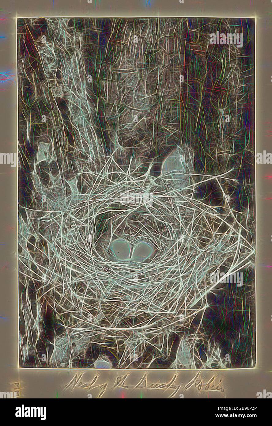 Photo - Nest de Robin Ducky (Melanodryas vittata), Groupe Furneaux, détroit de Bass, 1893, Une des soixante-neuf photographies en noir et blanc et en sépia dans un album lié [dont six sont lâches] prises par un J Campbell lors d'une expédition scientifique du Field Naturalistes Club of Victoria au groupe Furneaux, détroit de Bass, en 1893., repensée par Gibon, conception d'un brillant chaleureux et joyeux de la luminosité et des rayons de lumière radiance. L'art classique réinventé avec une touche moderne. La photographie inspirée du futurisme, qui embrasse l'énergie dynamique de la technologie moderne, du mouvement, de la vitesse et de la révolution Banque D'Images