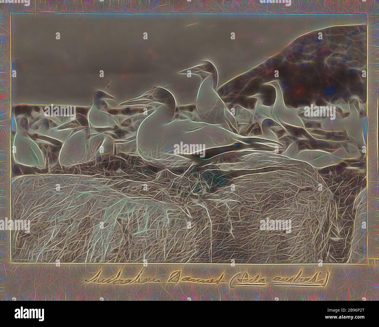 Photo - Australian Gannet (Sula australis), Furneaux Group, Bass Strait, 1893, l'une des soixante-neuf photographies en noir et blanc et en sépia dans un album lié [dont six sont lâches] prises par un J Campbell lors d'une expédition scientifique du Field Naturalistes Club of Victoria au Furneaux Group of Island, Détroit de BASS, en 1893., réinventé par Gibon, design de glanissement chaleureux et gai de la luminosité et des rayons de lumière radiance. L'art classique réinventé avec une touche moderne. La photographie inspirée du futurisme, qui embrasse l'énergie dynamique de la technologie moderne, du mouvement, de la vitesse et révolutionne la culture Banque D'Images