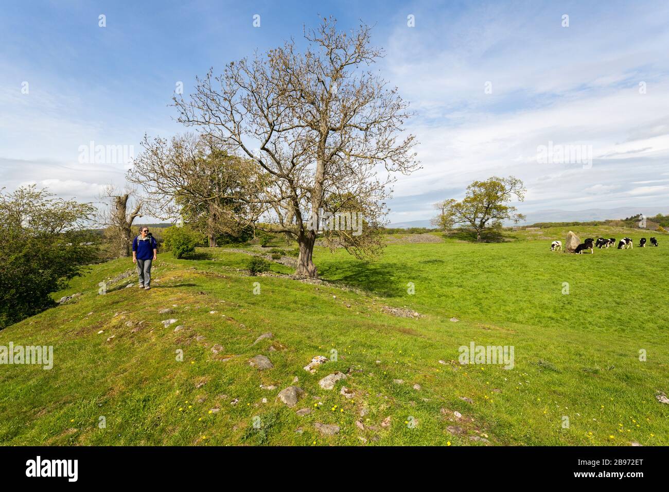Marcher sur la rive entourant le monument néolithique de Mayburgh Henge, Cumbria, Angleterre, Royaume-Uni Banque D'Images