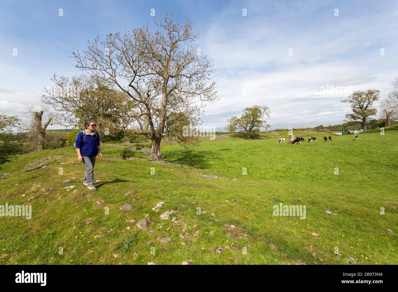 Marcher sur la rive entourant le monument néolithique de Mayburgh Henge, Cumbria, Angleterre, Royaume-Uni Banque D'Images