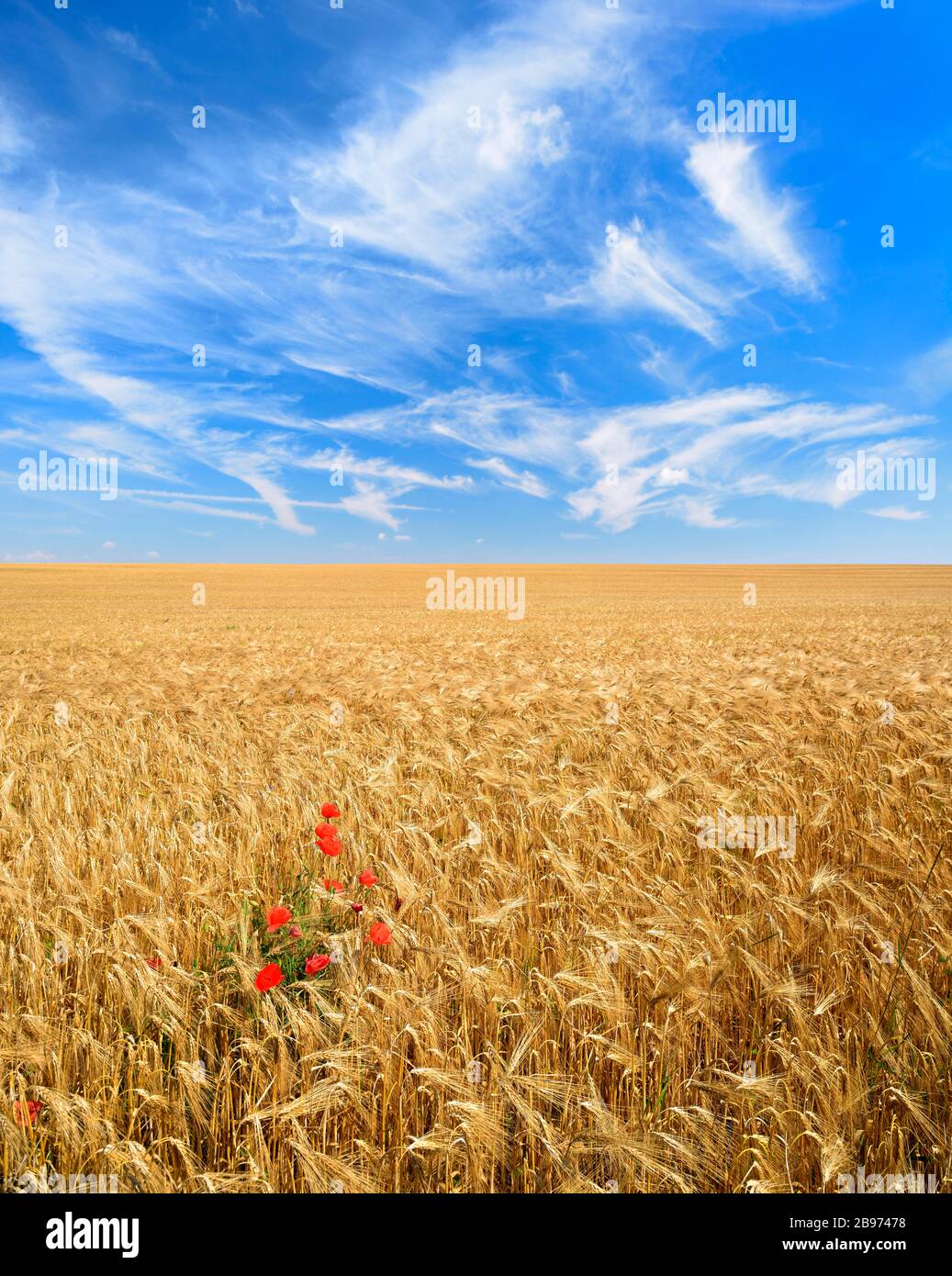 Champ d'orge sans fin avec du pavot à maïs sous un ciel bleu avec des nuages de voile, Saalekreis, Saxe-Anhalt, Allemagne Banque D'Images