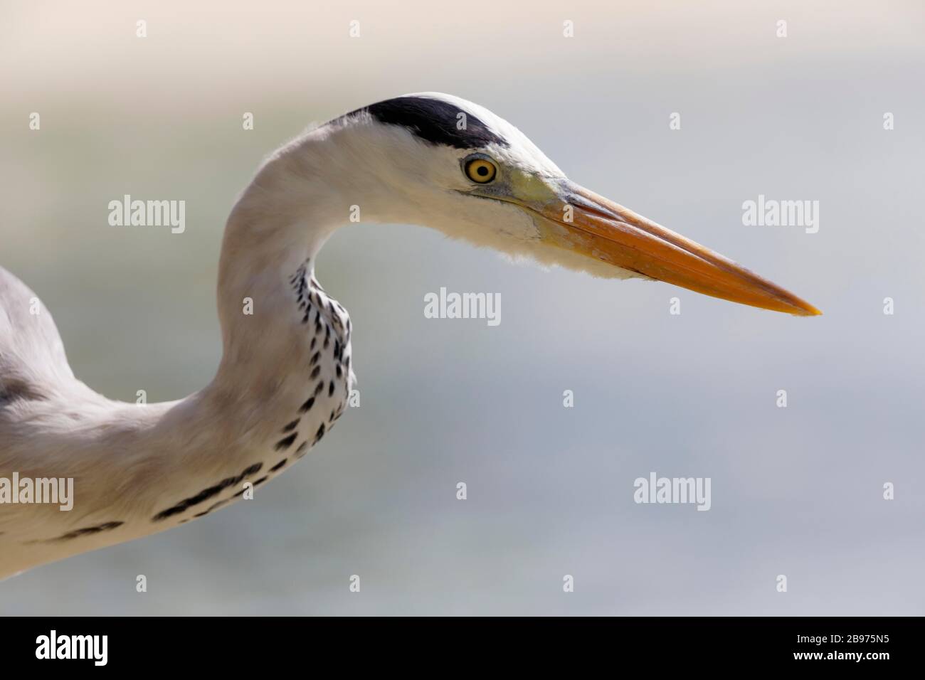 Héron gris, héron de poisson (Ardea cinerea) sur la plage, île d'été, atoll de Malé Nord, Maldives Banque D'Images