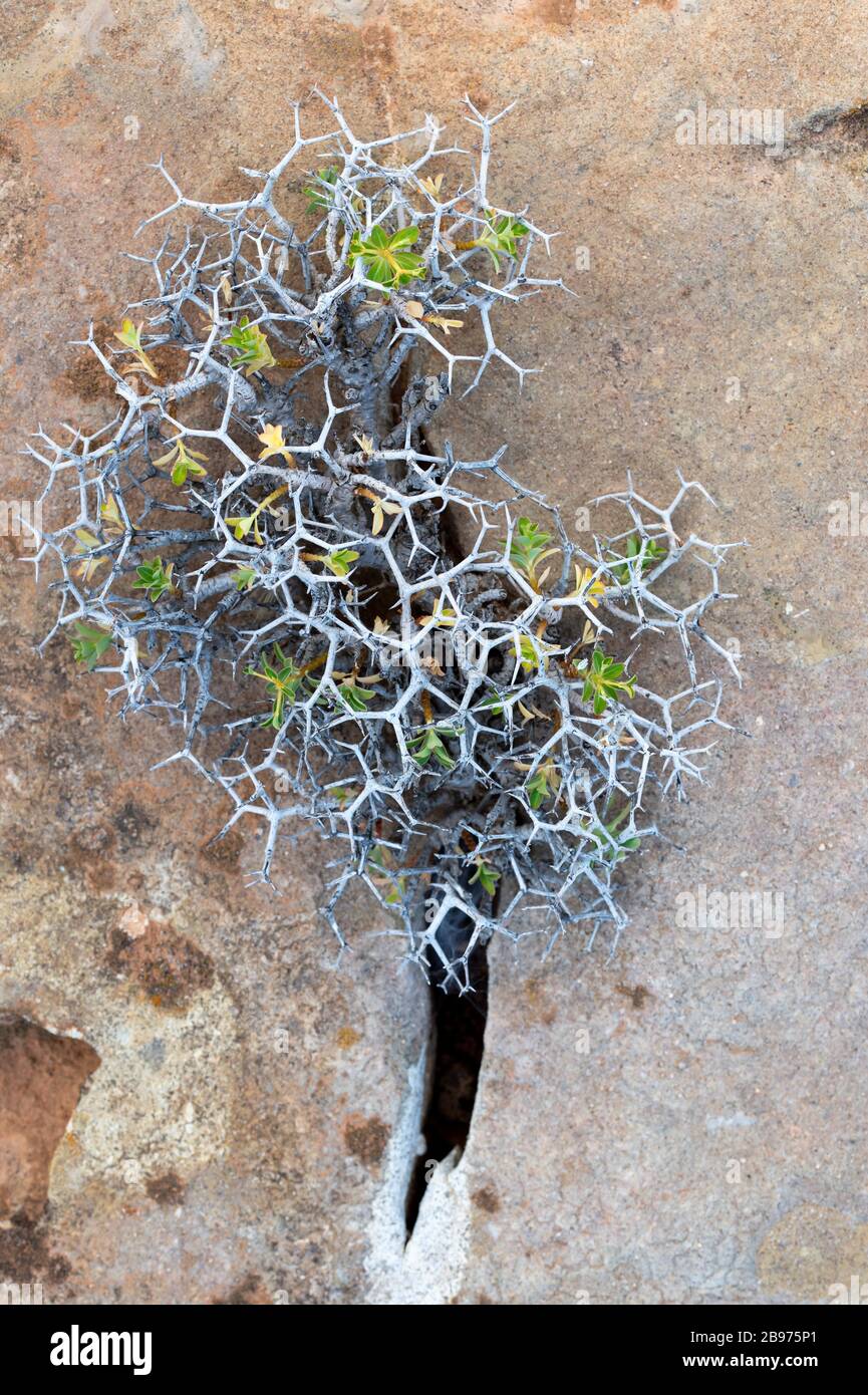 La plante épineuse s'essouche d'une fissure dans la pierre; Crète; Grèce Banque D'Images