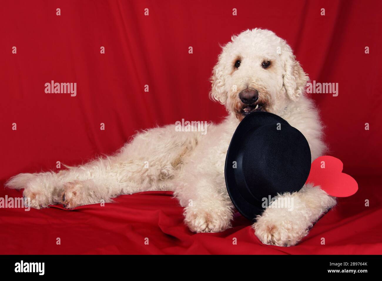 Adorable chien d'or avec chapeau et coeur Banque D'Images