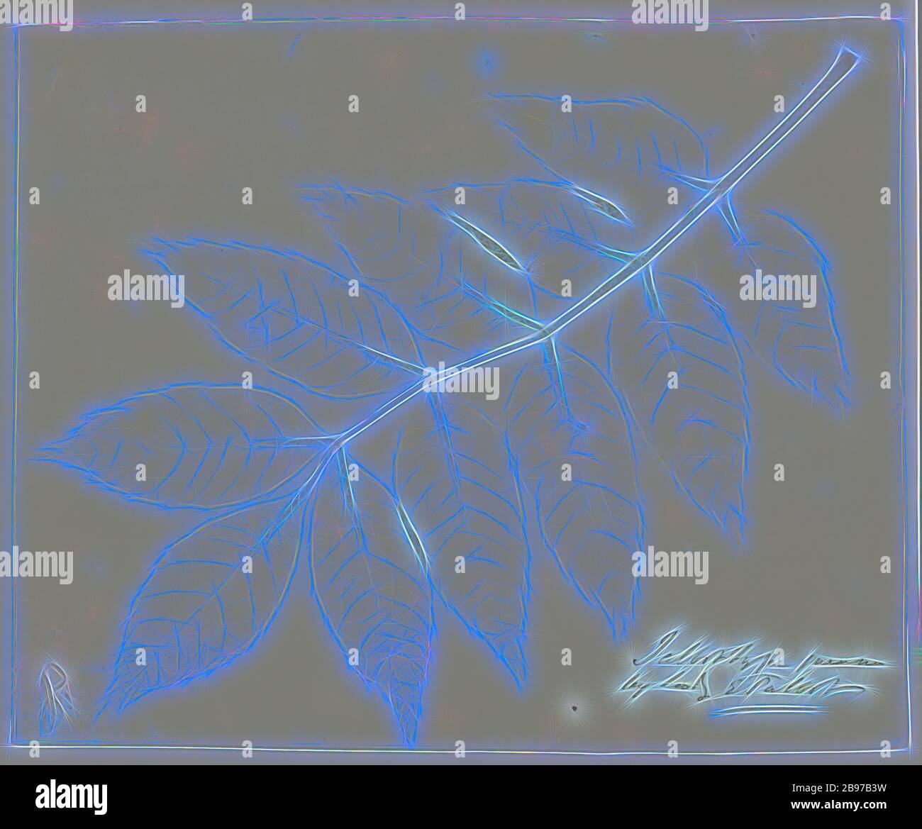 Feuilles d'une plante, William Henry Fox Talbot (anglais, 1800 - 1877), 1842, papier salé imprimé possiblement d'un négatif photogénique dessin, 18,9 × 23 cm (7 7/16 × 9 1/16 in.), reimaginé par Gibon, conception de gai gai chaud de luminosité et de rayons de lumière radiance. L'art classique réinventé avec une touche moderne. La photographie inspirée du futurisme, qui embrasse l'énergie dynamique de la technologie moderne, du mouvement, de la vitesse et révolutionne la culture. Photo Stock