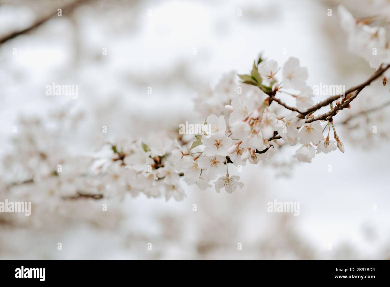 Un arbre de poire bradford en fleurs Banque D'Images