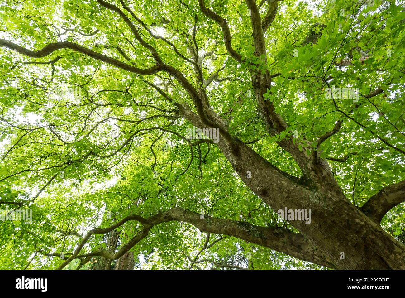 Platanus orientalis, arbre de plan oriental, Arboretum de Westonbirt, Gloucestershire, Enhangland, Royaume-Uni Banque D'Images