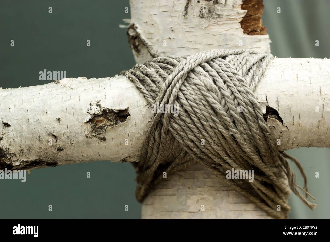 Gros plan des lignes de réseau connectées en bouleau Banque D'Images