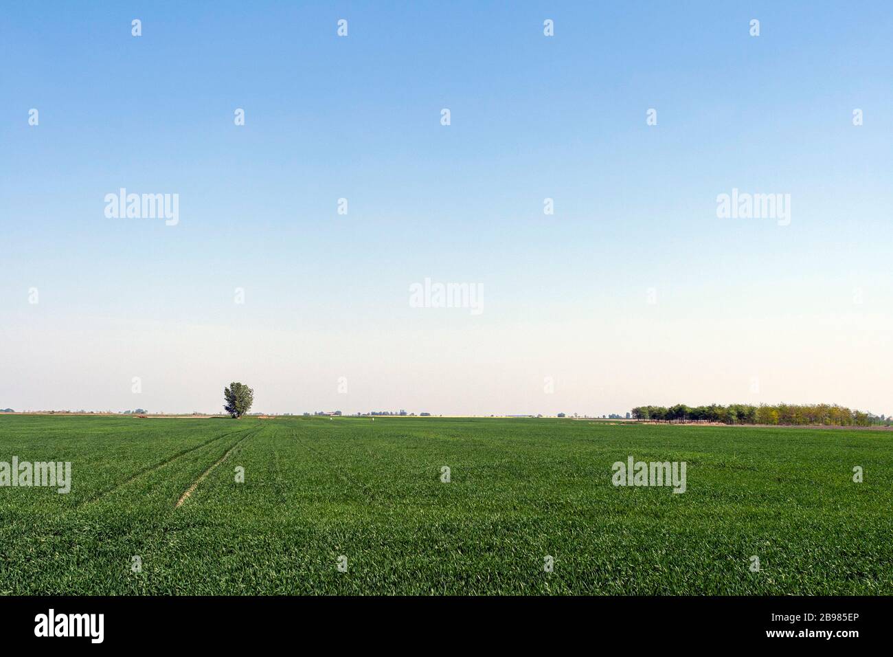 Champ de blé en Hongrie une journée de printemps avec un arbre en arrière-plan. Banque D'Images