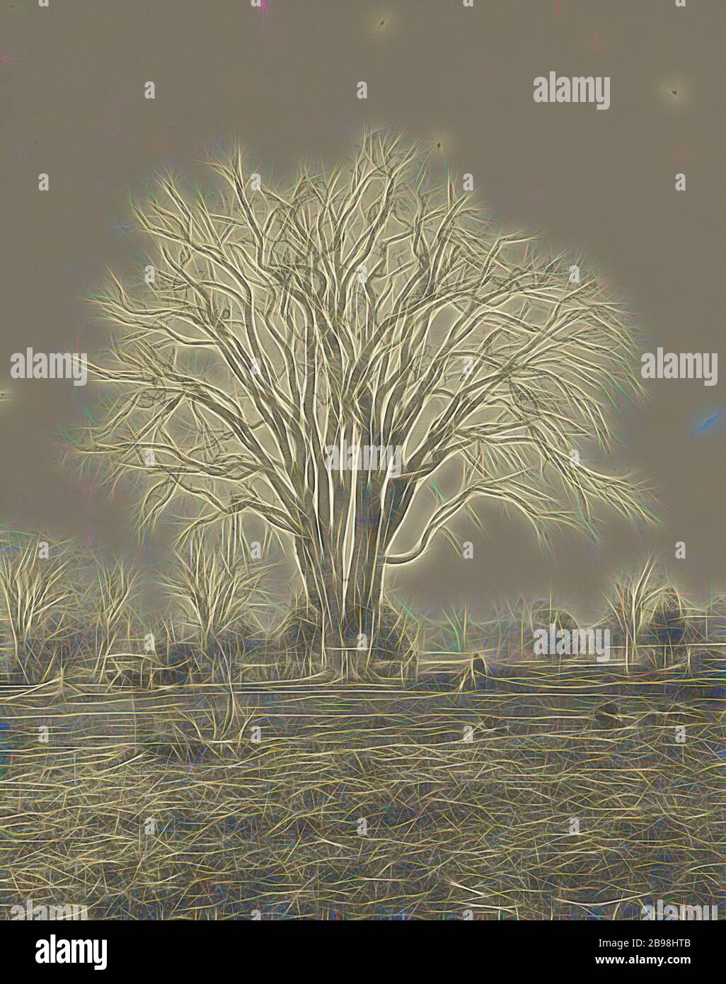 The Big Elm, Lancaster, Henry Brooks (américain, né en 1857), Boston, Massachusetts, États-Unis, 1890, Photogravure, 22.3 × 17.6 cm (8 3/4 × 6 15/16 po.), repensé par Gibon, conception de chaleureux et lumineux gai de la luminosité et de rayons de lumière radiance. L'art classique réinventé avec une touche moderne. Photographie inspirée par le futurisme, embrassant l'énergie dynamique de la technologie moderne, le mouvement, la vitesse et révolutionnez la culture. Banque D'Images