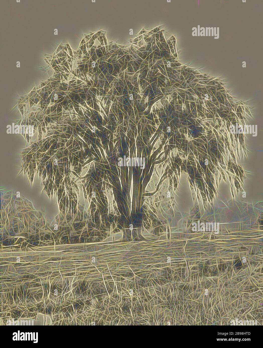 The Big Elm, Lancaster, Henry Brooks (américain, né en 1857), Boston, Massachusetts, États-Unis, 1890, Photogravure, 22.3 × 17.6 cm (8 3/4 × 6 15/16 po.), repensé par Gibon, conception de chaleureux et lumineux gai de la luminosité et de rayons de lumière radiance. L'art classique réinventé avec une touche moderne. Photographie inspirée par le futurisme, embrassant l'énergie dynamique de la technologie moderne, le mouvement, la vitesse et révolutionnez la culture. Banque D'Images