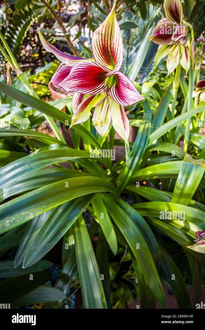 De grandes trompettes bordeaux d'Hippeastrum papilio (papillon amaryllis) se cultivent dans la Glasshouse de RHS Garden, Wisley, Surrey, sud-est de l'Angleterre Banque D'Images