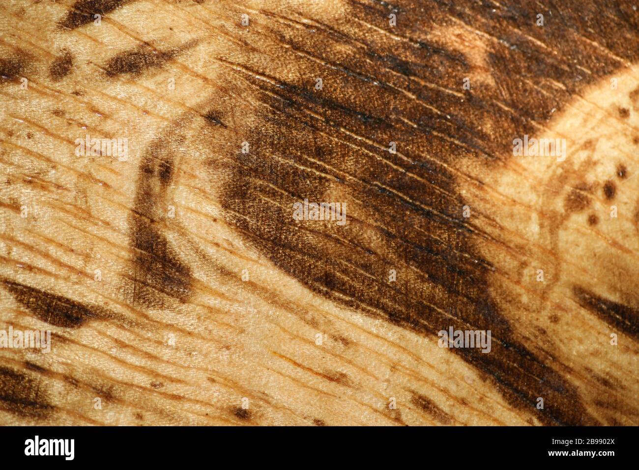motif en bois - macro de motif en bois texturé Banque D'Images