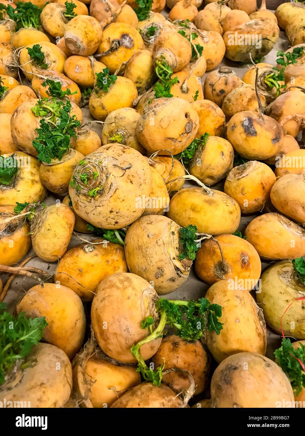 Fruits de radis jaunes ronds, légumes naturels agricoles sans ingrédients génétiquement modifiés. Studio photo Banque D'Images