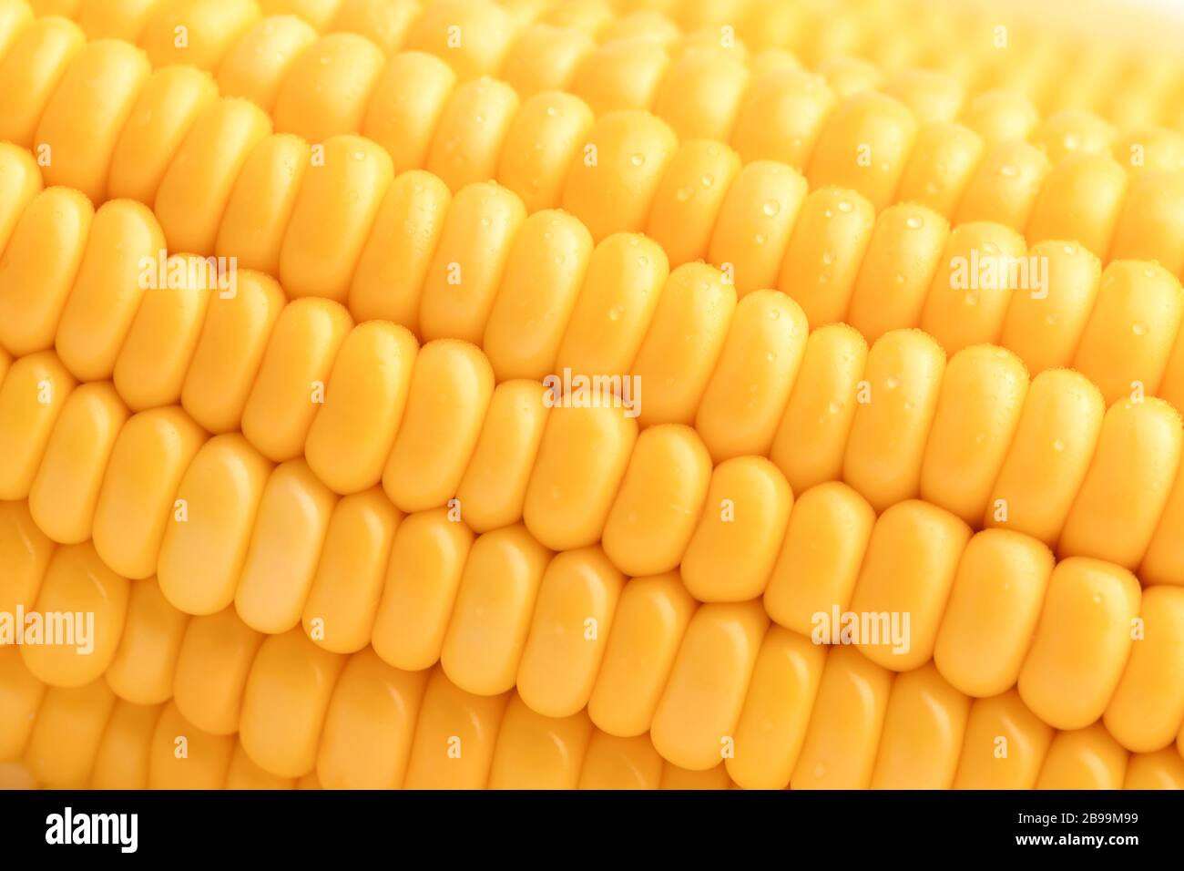 Gros plan de graines de maïs doux dans une rangée. Une goutte d'eau sur la graine jaune. Arrière-plan abstrait et texture du maïs frais. Banque D'Images