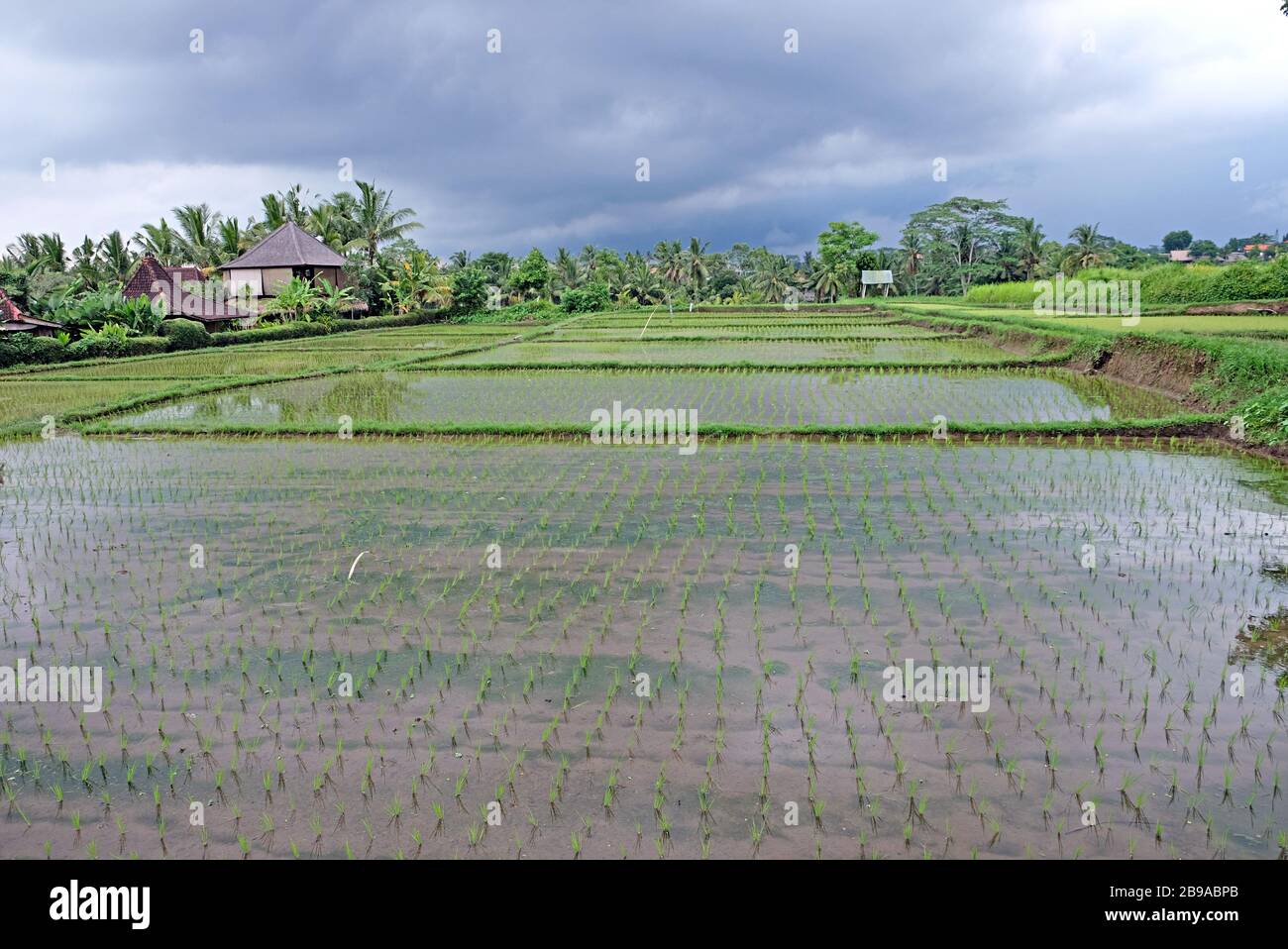 Vue panoramique sur le champ de riz fraîchement planté à Bali, en Indonésie Banque D'Images