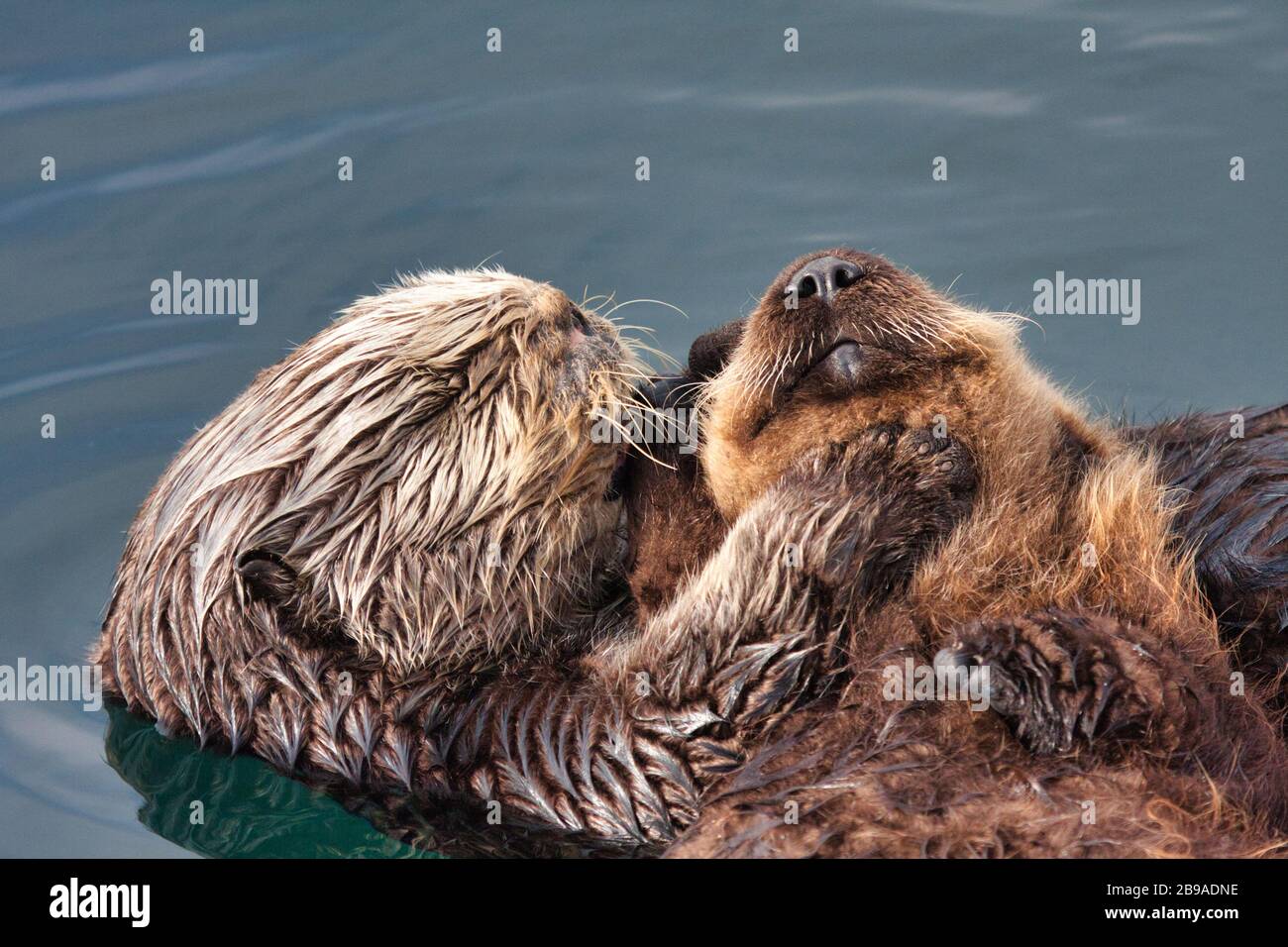Loutre De Mer Et Son Bebe Banque D Image Et Photos Alamy