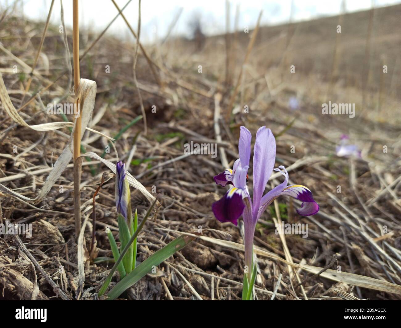 Iris sauvage de montagne. Fleurs de printemps. Belle bannière naturelle Banque D'Images