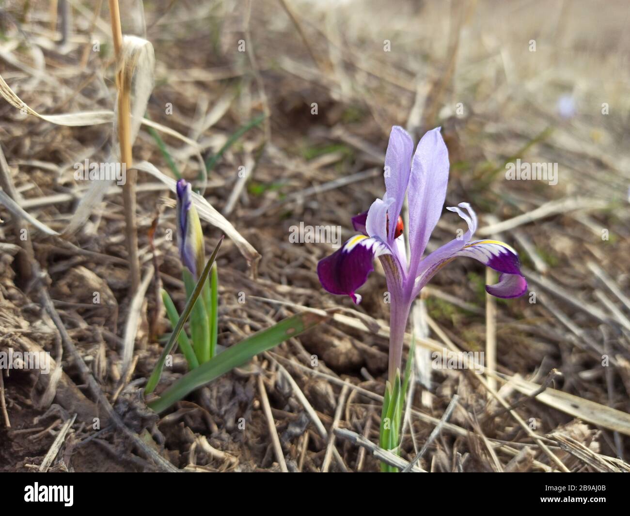 Iris sauvage de montagne. Fleurs de printemps. Belle bannière naturelle Banque D'Images